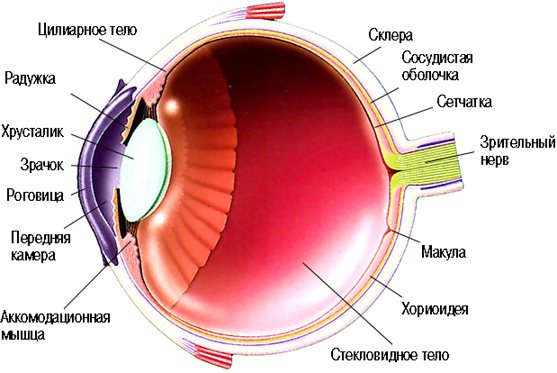 Строение глаза - Госпиталь микрохирургии глаза доктора А. Исманкулова